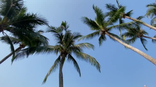 Plaża Morze Wakacje Wakacje Ładna Tropikalna Plaża Palmami Białe Chmury — Wideo stockowe