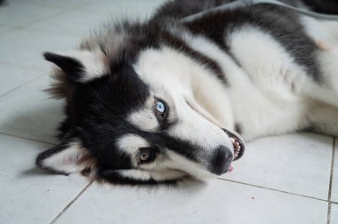 Sibirya Husky 'si yerde uyuyor.