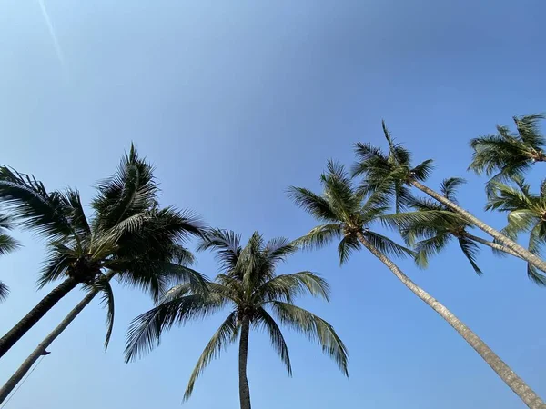 Пляж Море Відпочинок Відпустка Гарний Тропічний Пляж Долонями Білі Хмари — стокове фото