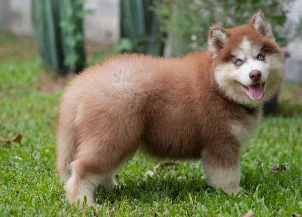 Siberian Husky Field Pupp — Stock Photo, Image