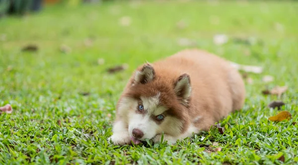 Siberian Husky Schläft Auf Dem Dach — Stockfoto