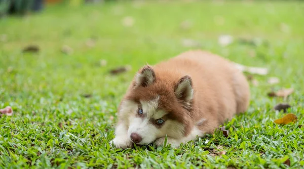 Siberian Husky Sleeping Fiel — Stock Photo, Image