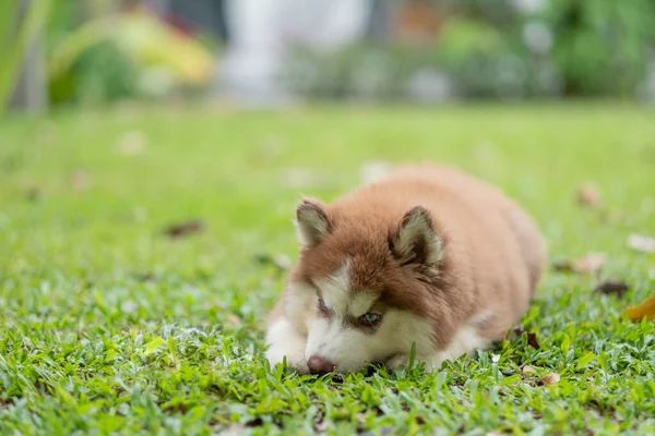 Husky Siberiano Durmiendo Fiel — Foto de Stock