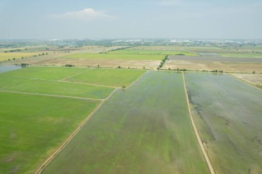 Pirinç tarlasının uçan insansız hava aracından gelen hava görüntüsü çevre yeşil desenli arka plan, üst görüş alanı ric