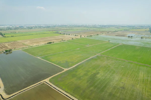 Pirinç tarlasının uçan insansız hava aracından gelen hava görüntüsü çevre yeşil desenli arka plan, üst görüş alanı ric