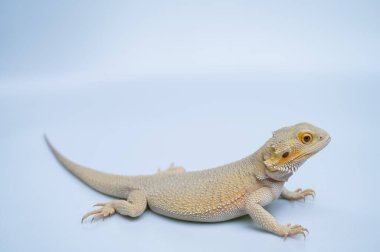 Beyaz sırtlı sakallı ejderha