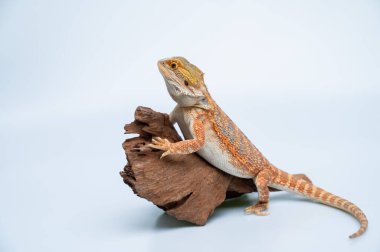 Beyaz sırtlı sakallı ejderha