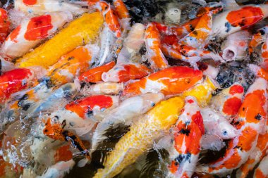 sazan balığı havuzu arka planı, renkli arka plan, süslü araba.