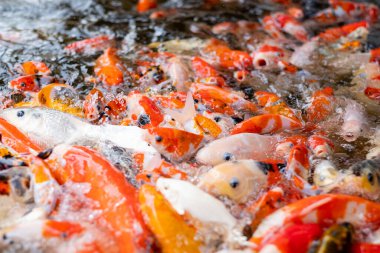 sazan balığı havuzu arka planı, renkli arka plan, süslü araba.