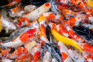 sazan balığı havuzu arka planı, renkli arka plan, süslü araba.