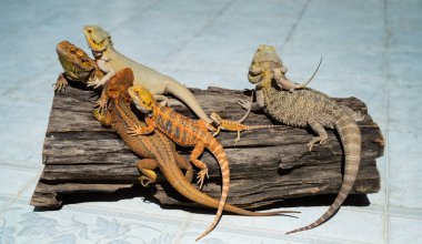 Sakallı ejderha bulanık sırtlı