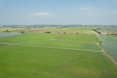 Pirinç tarlasının uçan insansız hava aracından gelen hava görüntüsü çevre yeşil desenli arka plan, üst görüş alanı ric