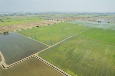 Pirinç tarlasının uçan insansız hava aracından gelen hava görüntüsü çevre yeşil desenli arka plan, üst görüş alanı ric