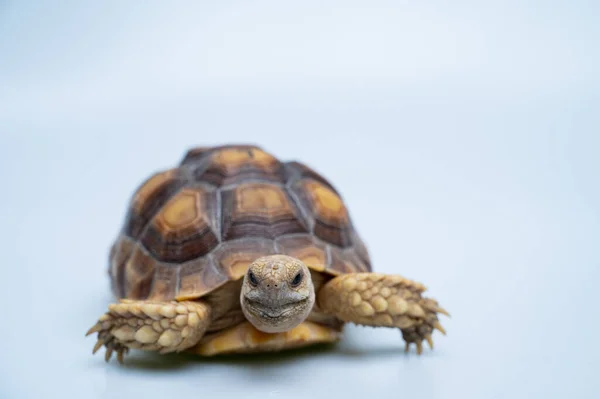 Sucata Schildkröte Auf Weißem Hintergrund — Stockfoto