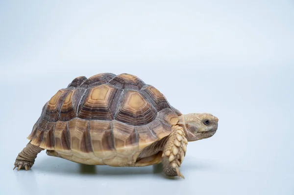 Sucata Tortoise White Backgroun — Fotografia de Stock