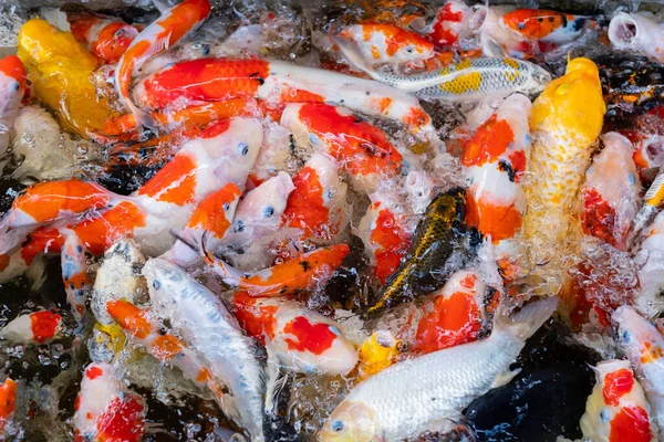 sazan balığı havuzu arka planı, renkli arka plan, süslü araba.