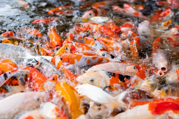 sazan balığı havuzu arka planı, renkli arka plan, süslü araba.