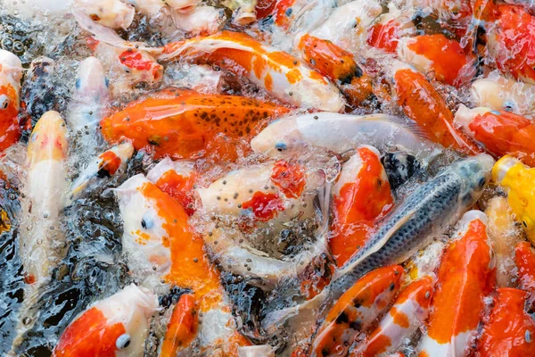 sazan balığı havuzu arka planı, renkli arka plan, süslü araba.