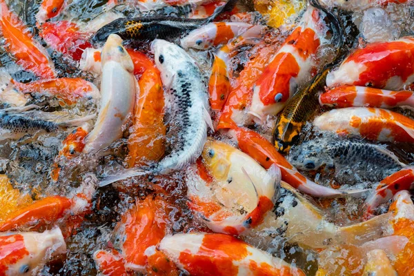 sazan balığı havuzu arka planı, renkli arka plan, süslü araba.