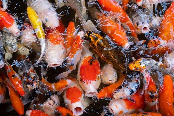 sazan balığı havuzu arka planı, renkli arka plan, süslü araba.