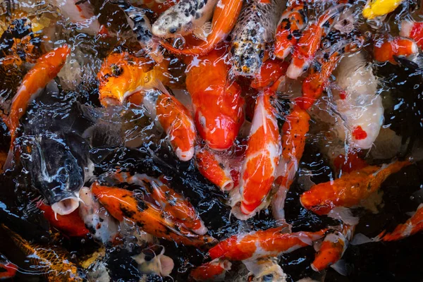 sazan balığı havuzu arka planı, renkli arka plan, süslü araba.