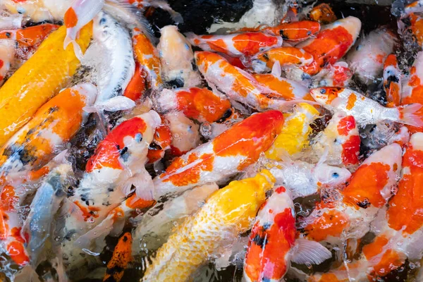 sazan balığı havuzu arka planı, renkli arka plan, süslü araba.