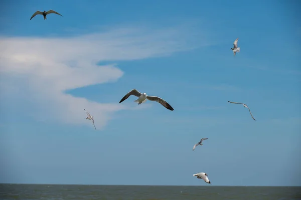 Gaviota Volando — Foto de Stock