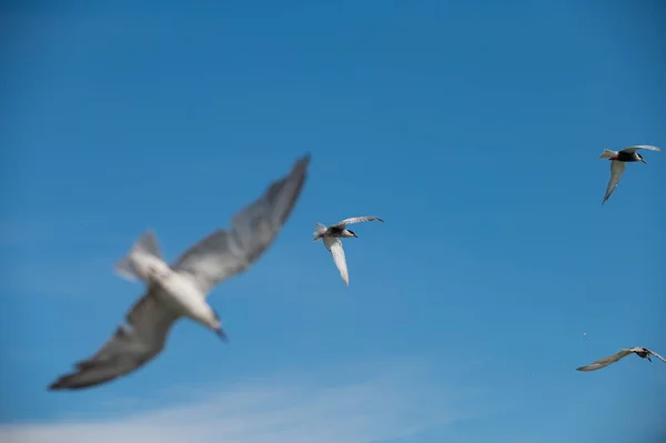 Seagull Flying — 스톡 사진