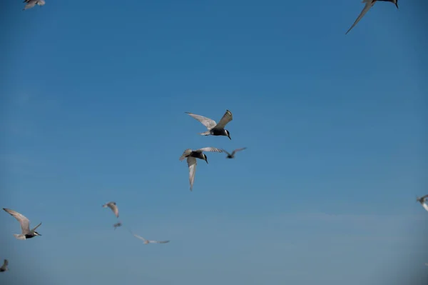 Seagull Flying — Stock Fotó