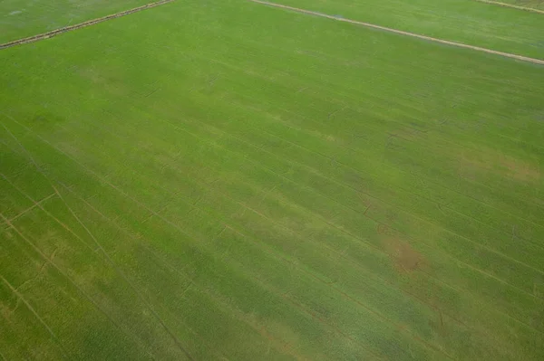 Vista Aerea Drone Volante Field Rice Con Paesaggio Verde Modello — Foto Stock