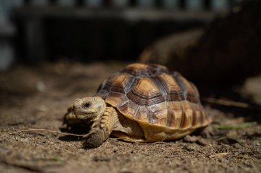 Sucata kaplumbağası.
