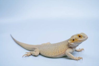 Beyaz sırtlı sakallı ejderha