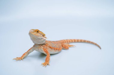 Beyaz sırtlı sakallı ejderha