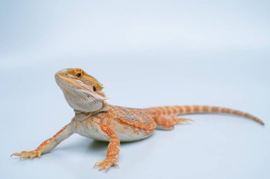 Beyaz sırtlı sakallı ejderha