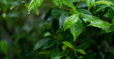 Terkedilmiş su, yeşil yaprak doğa