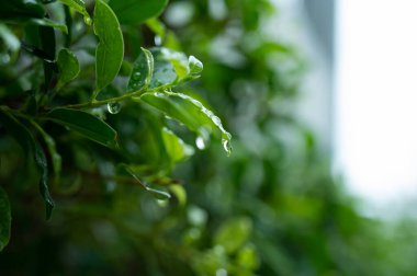Terkedilmiş su, yeşil yaprak doğa