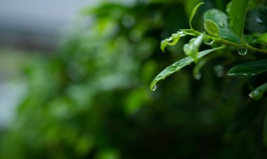 Terkedilmiş su, yeşil yaprak doğa