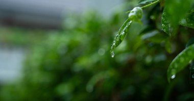 Terkedilmiş su, yeşil yaprak doğa