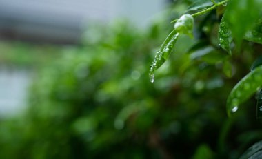 Terkedilmiş su, yeşil yaprak doğa