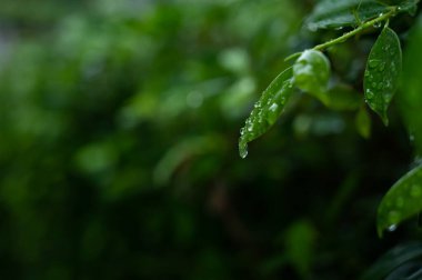 İzinli su, yeşil yaprak doğa, damlacık, yağmur