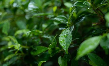 İzinli su, yeşil yaprak doğa, damlacık, yağmur