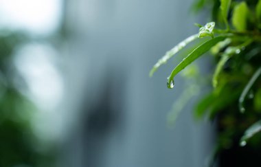 İzinli su, yeşil yaprak doğa, damlacık, yağmur