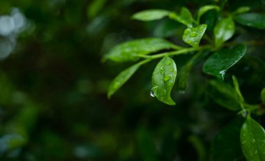 İzinli su, yeşil yaprak doğa, damlacık, yağmur