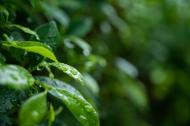 İzinli su, yeşil yaprak doğa, damlacık, yağmur