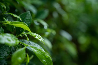İzinli su, yeşil yaprak doğa, damlacık, yağmur