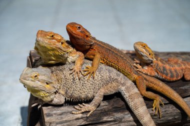 Sakallı ejderha bulanık sırtlı