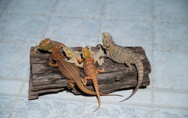 Sakallı ejderha bulanık sırtlı