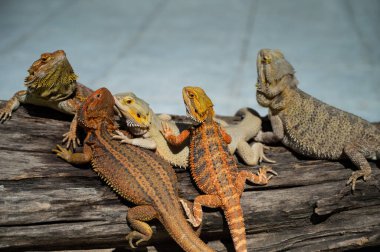 Sakallı ejderha bulanık sırtlı