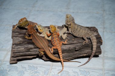 Sakallı ejderha bulanık sırtlı