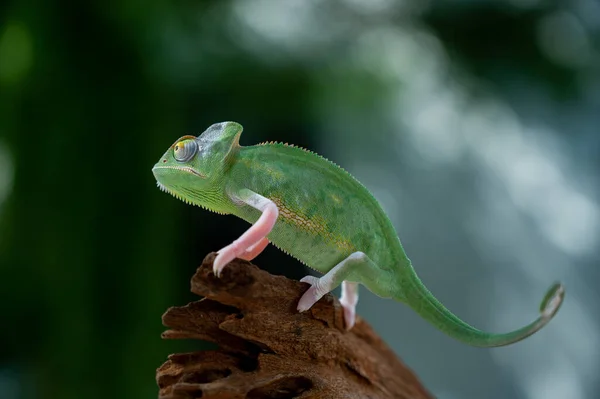 Chameleon Blur Background Predato — Fotografia de Stock